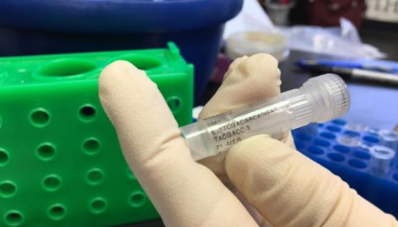 Secret primers, as the one shown in this photo, could be used to reveal genetic 'barcodes' added to DNA samples taken in the field to ensure they arrived at the laboratory unaltered