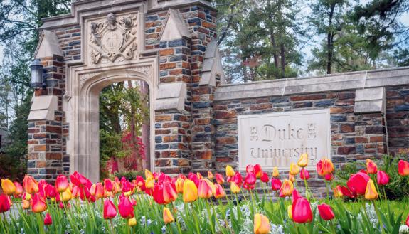 Blooming tulips near the Duke University Road entrance to campus present a beautiful welcome to visitors.
