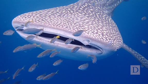 Whale shark photographed by Professor David Gill