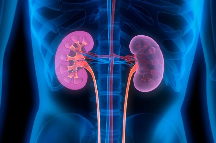 kidney disease image