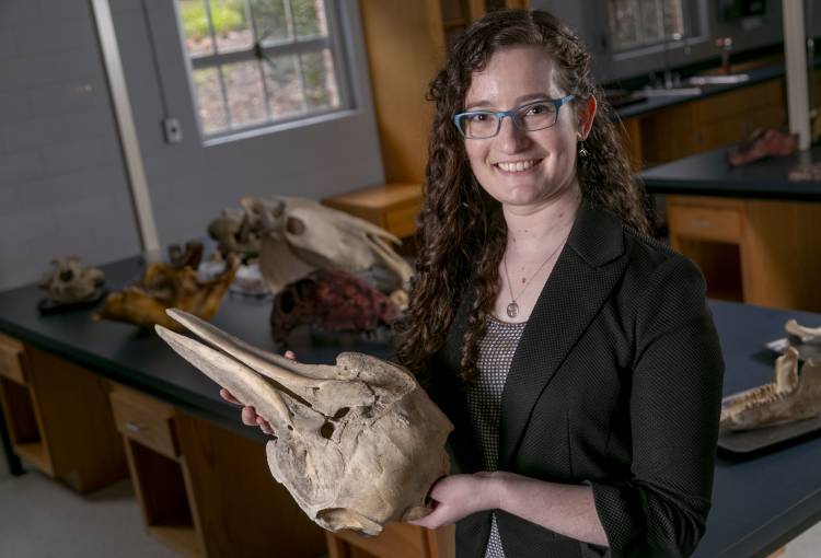 Duke biology graduate student Rachel Roston and professor Louise Roth have been studying the changes in growth and development that allowed dolphin and whale skulls to differ so radically from other mammals. Photo by Megan Mendenhall.