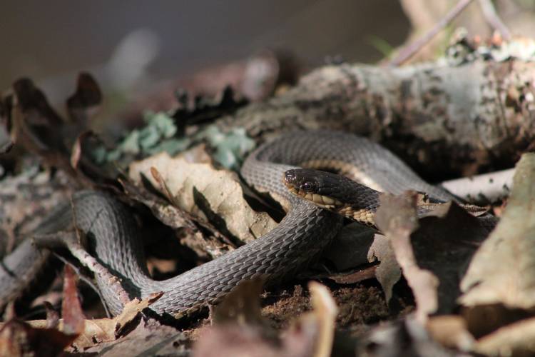 Queen snake in Duke Forest. Photo by Susan Pratt.