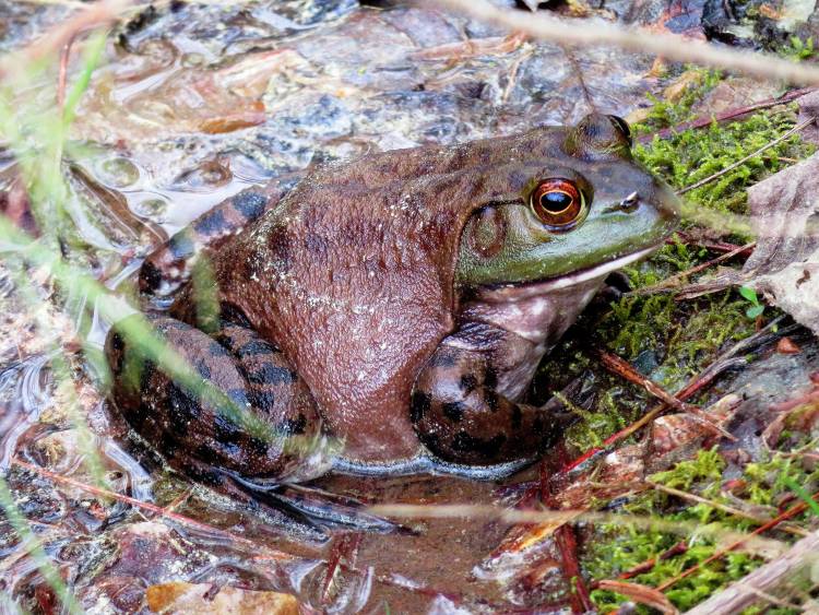 American bullfrog Duke Forest. Photo by Mary Edeburn.