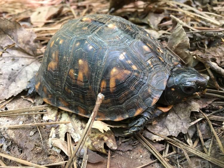 Eastern box turtle in Duke Forest. Photo by Andrea Cobb.