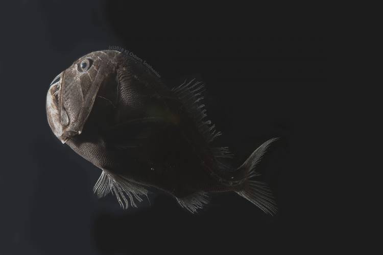 A fish with ultra-black skin is half-covered in shadow, making it almost invisible 