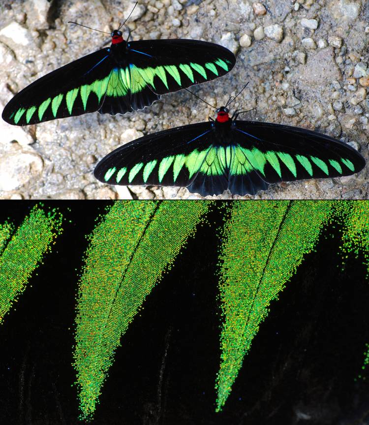 Top: Two butterflies with black wings with green streaks sit on rocky ground. Below: An ultra-close-up shows the green streaks against black.