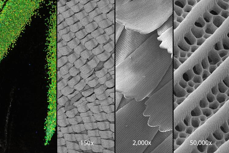 1: Green streaks against black. 2: 150x magnification shows scales on the butterfly wings. 3: 2000x shows the scales even closer, interlocking together. 4: At 50,000x magnification, the wings appear porous, with many holes 