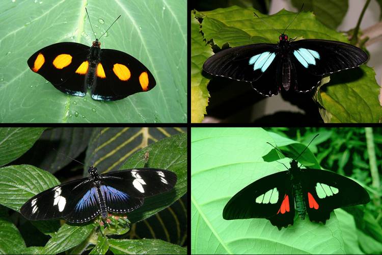 The 4 butterflies with ultra-black wings sit on green leaves