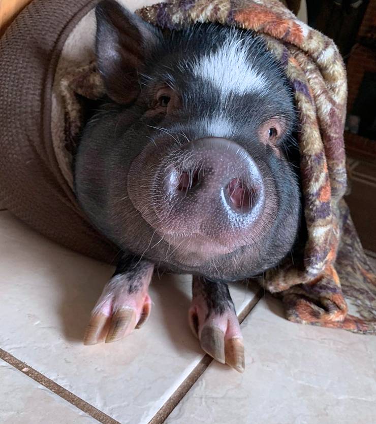 Cydni Powell's pig, Porky, loves to wrap himself in blankets. Photo courtesy of Cydni Powell.