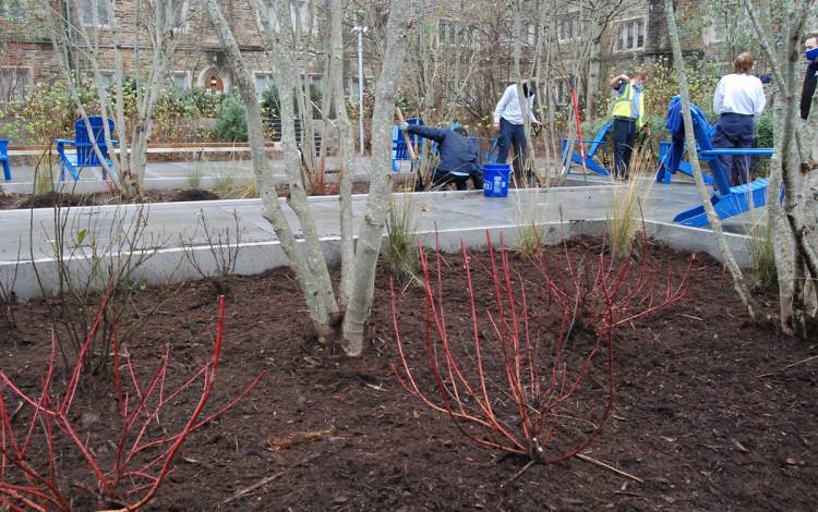 Newly planted red twig dogwoods sit in a planter.
