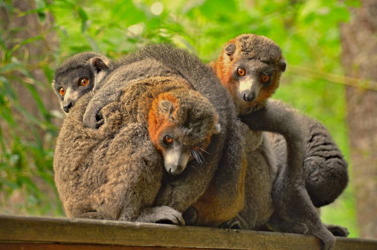 Mongoose lemur parents stay together to raise their offspring. Duke researchers are mapping the hormone receptors that underlie some animals' ability to form lasting bonds with their mates. Photo: Nicholas Grebe.