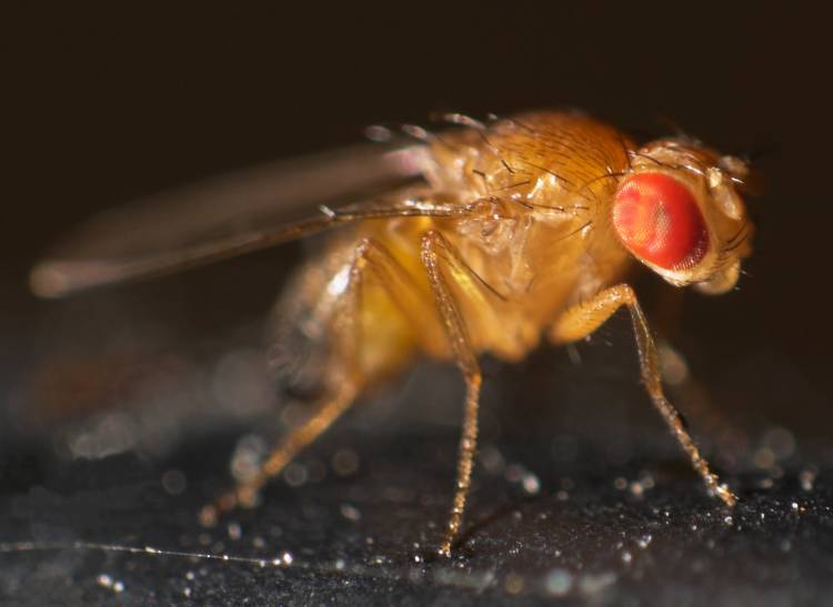 Duke biologist Pelin Volkan says her research on fruit flies could point to new ways to treat sensory processing disorders in humans. Credit: Checker