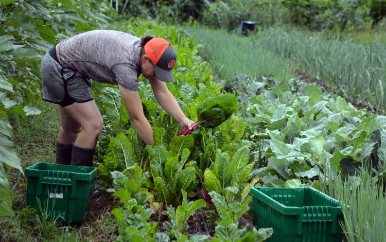 Emily McGinty collects pink-stemmed Swiss chard. Photo by Jonathan Black.