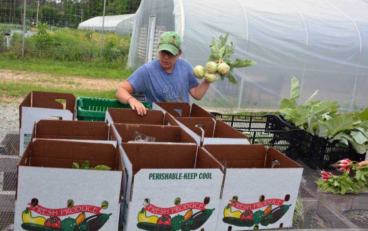 Emily McGinty fills boxes with kohlrabi ahead of distribution on a Friday morning at Duke Campus Farm. Photos by Jonathan Black.