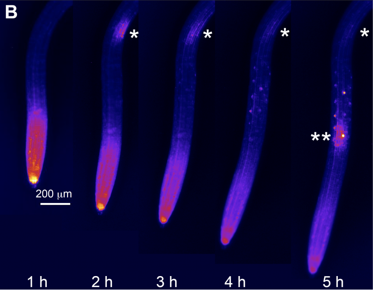Root treated with a dye that glows when retinal tag-teams with a protein inside the plant’s cells. It glows wherever roots are being developed, such as the root tip, and sites from which lateral roots will sprout. Credit: Dickinson et al.