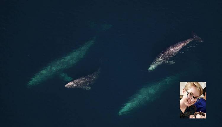 Jesse Granger, Gray Whales by NOAA