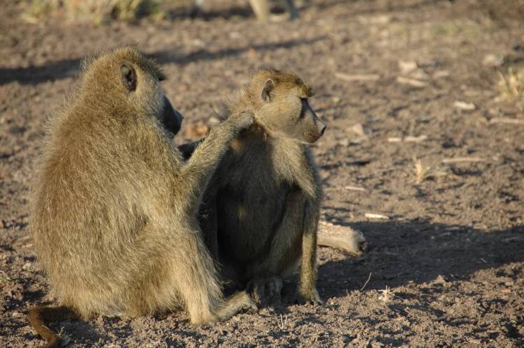 A male and female baboon groom each other in Amboseli National Park, Kenya. Credit: Susan Alberts, Duke University.