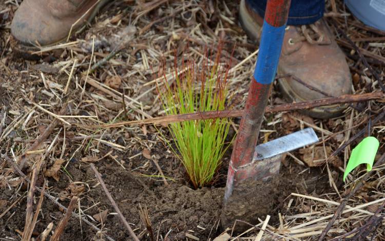 Planting a Longleaf Pine seedling requires digging a hole about half a foot deep before tightly packing dirt around the tree roots.  