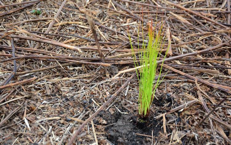 Now that the seedlings are in the ground, Duke Forest staff will do a monthly check on the conditions of the Longleaf seedlings.