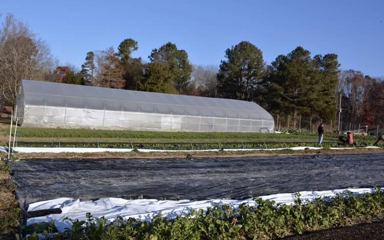 The farm will transition to growing tomatoes and cucumbers under the high tunnel this summer.