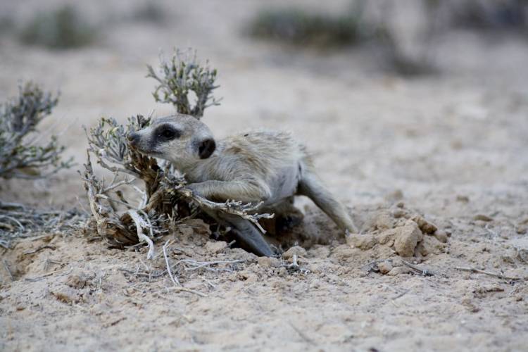 Meerkats produce a pungent “paste” that they smear on plants, rocks and even other meerkats to mark their turf. With one whiff they can tell if a scent belongs to a relative, a rival or a potential mate. Photo by Lydia Greene.