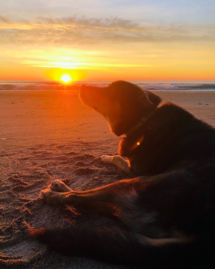 A dog on the beach at sunrise