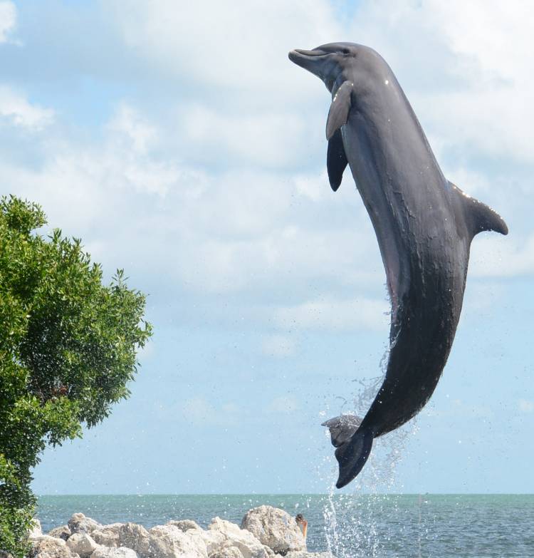 Watching the animals swim and leap in their natural seawater lagoons, age isn't obvious. Credit: Dolphin Research Center, https://dolphins.org