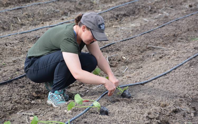 Emily McGinty, assistant program manager for Duke Campus Farm, plants squash and zucchini at the end of April.