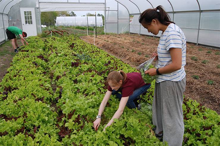 Casey Kuka and Melina Keighron harvest lettuce.