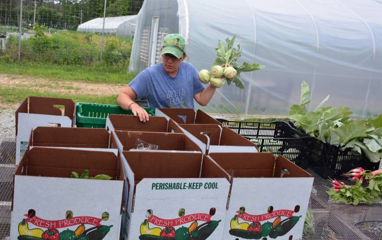 At the farm, Emily McGinty fills boxes with kohlrabi ahead of distribution on a Friday morning. 