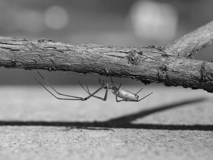 Spiders from the genus Tetragnathidae like this one, collected from a streambank in southern West Virginia, were found to have high levels of selenium from mountaintop mining upstream. Ryan Otter, Middle Tennessee State University