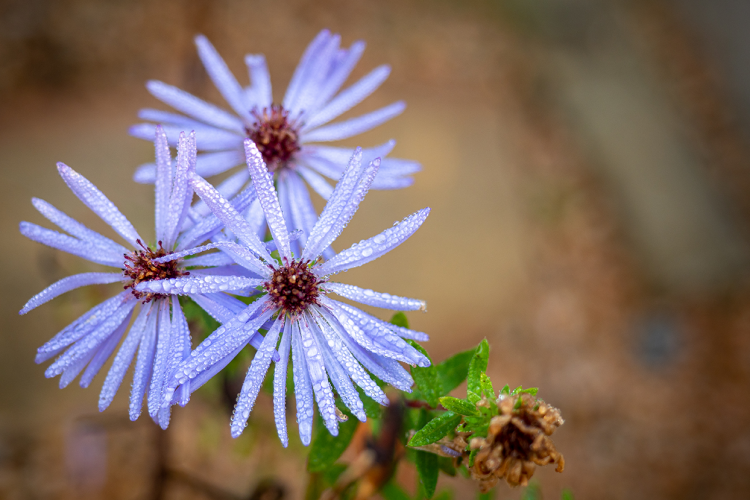 Asters in the Brody Discovery Garden