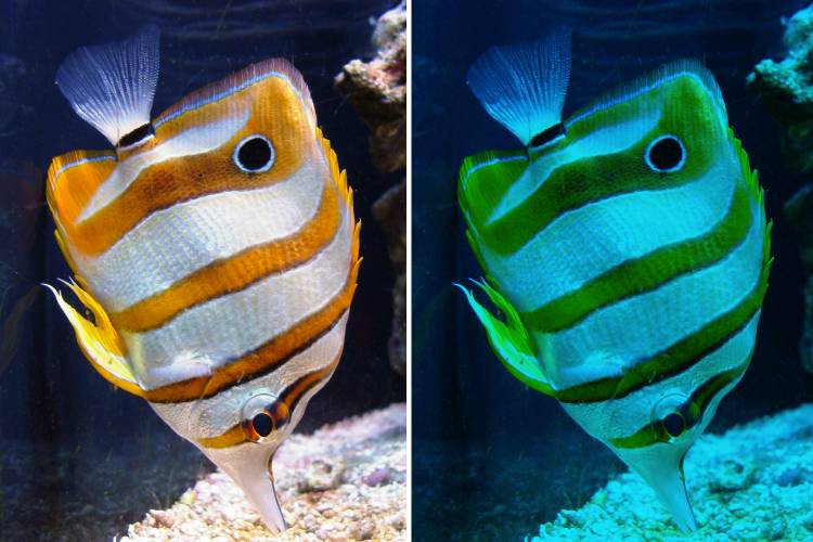 From dazzling to drab: A reef trigger fish in the shallow coastal waters of the Indo-Pacific, and how it might look if it had to shift just 10 meters down in the water column to escape warming surface waters. Credit: Bernard Spragg.