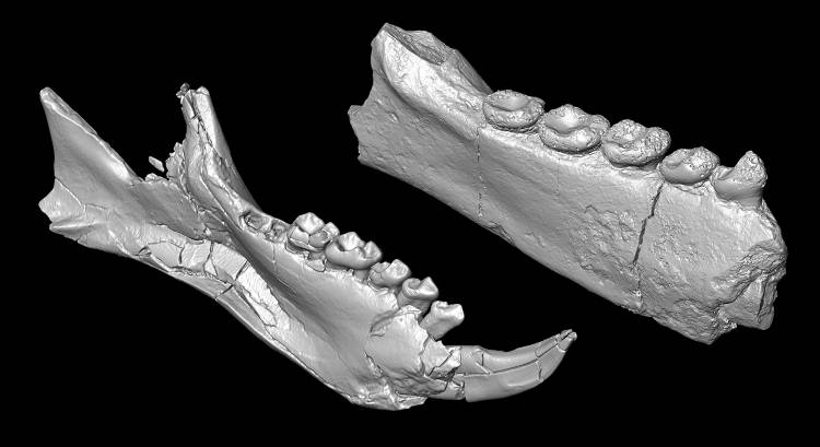 These fossils could rewrite the origin story of Madagascar’s lemurs. Plesiopithecus teras, left, lived 34 million years ago in Egypt. Propotto leakeyi, right, lived 20 million years ago in Kenya. 3-D scans courtesy of Duke SMIF.