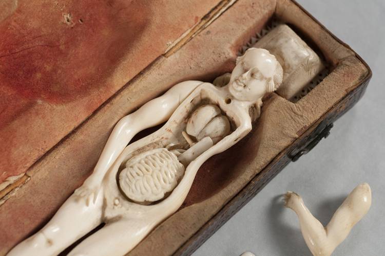 The 22 ivory anatomical manikins at Duke are among only 180 known worldwide today. Photo by Mark Zupan.