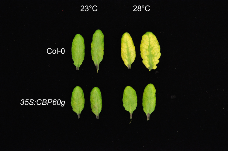Leaves of Arabidopsis plants grown at different temperatures and infected with P. syringae bacteria. Plants that had a gene called CBP60g constantly switched on were able to keep bacteria at bay despite the heat (bottom right). Credit: Danve Castroverde