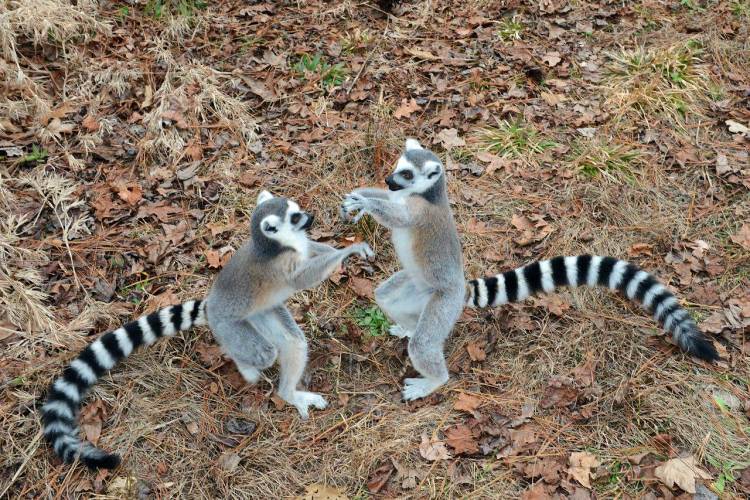 We often associate roughhousing and horseplay with boys, but in lemurs, girls play-fight just as much. Photo by David Haring, Duke Lemur Center