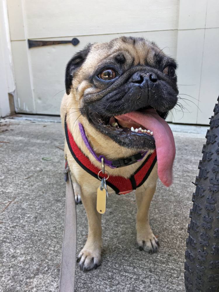 Winston is a pug with an impressionable tongue. Photo courtesy of Heather McLean.