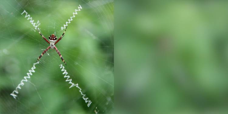 A spider web as seen in bird vision (left), and fly vision (right). The zigzags on the spider’s web send a secret message to birds that their insect prey can’t see, even from less than a foot away. Image courtesy of Eleanor Caves