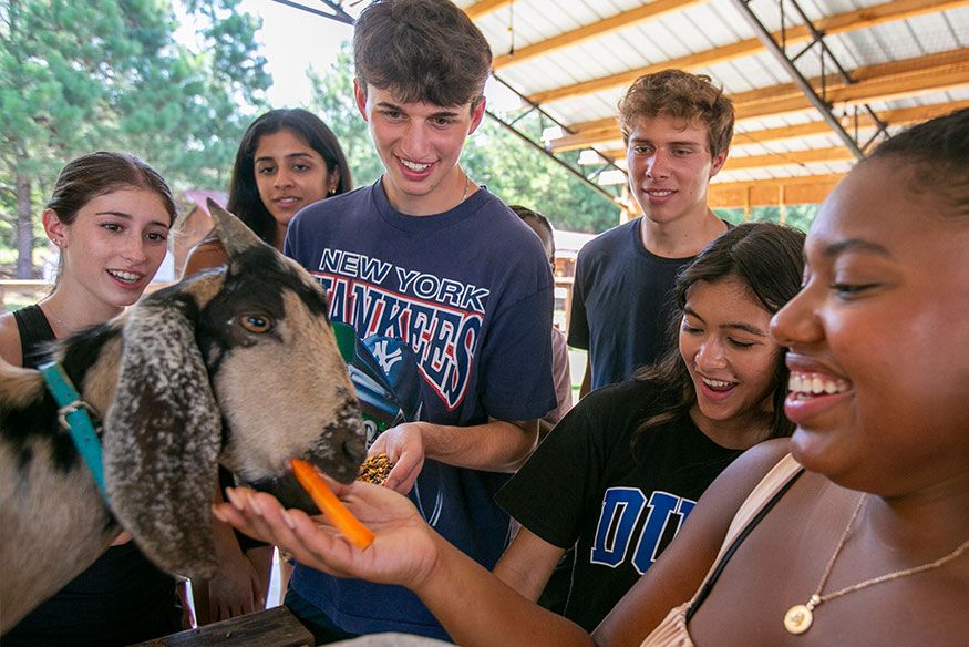 A group of students around a goat, feeding it a carrot