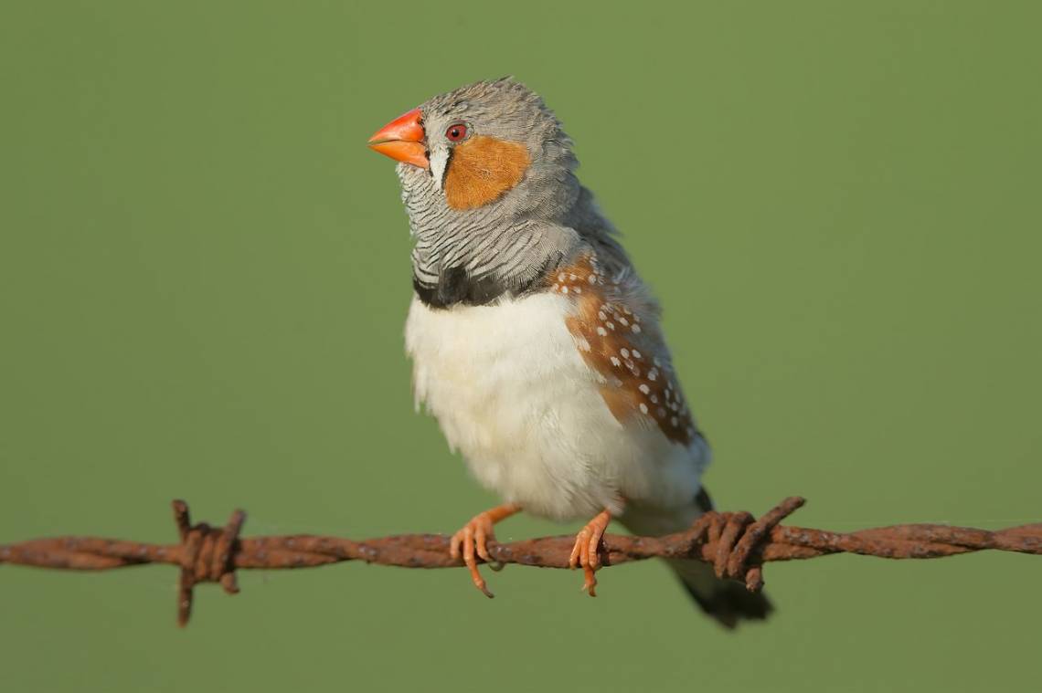 Show a zebra finch a sunset-colored object, and either it’s red or it’s orange, rather than somewhere in the middle. But when it comes to blues and greens, their brains are less prone to “either/or” thinking. Photo by JJ Harrison.  