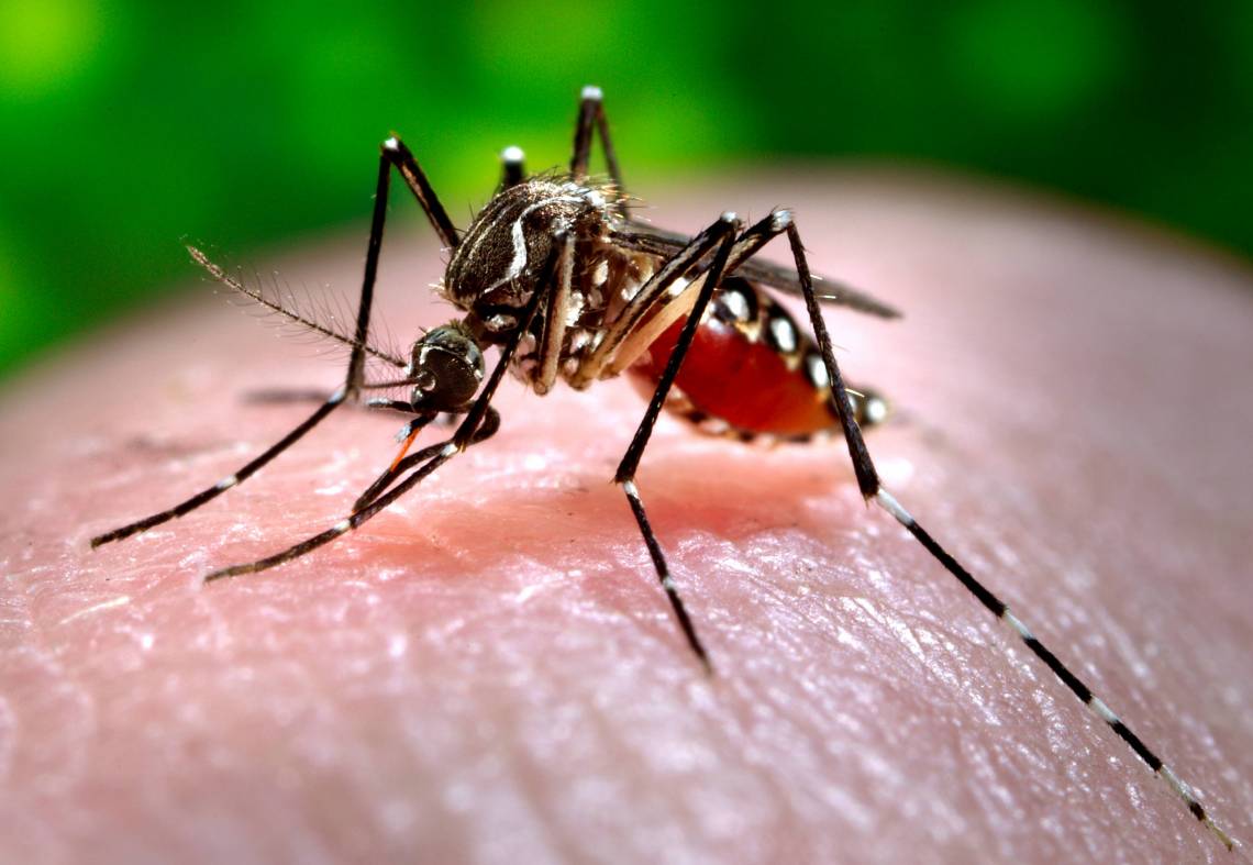 The Aedes aegypti mosquito, which can spread dengue fever, Zika virus and yellow fever. New research shows mosquitoes are able to “sniff out” trace amounts of insecticides using specialized receptors on their antennae. Photo by James Gathany, CDC