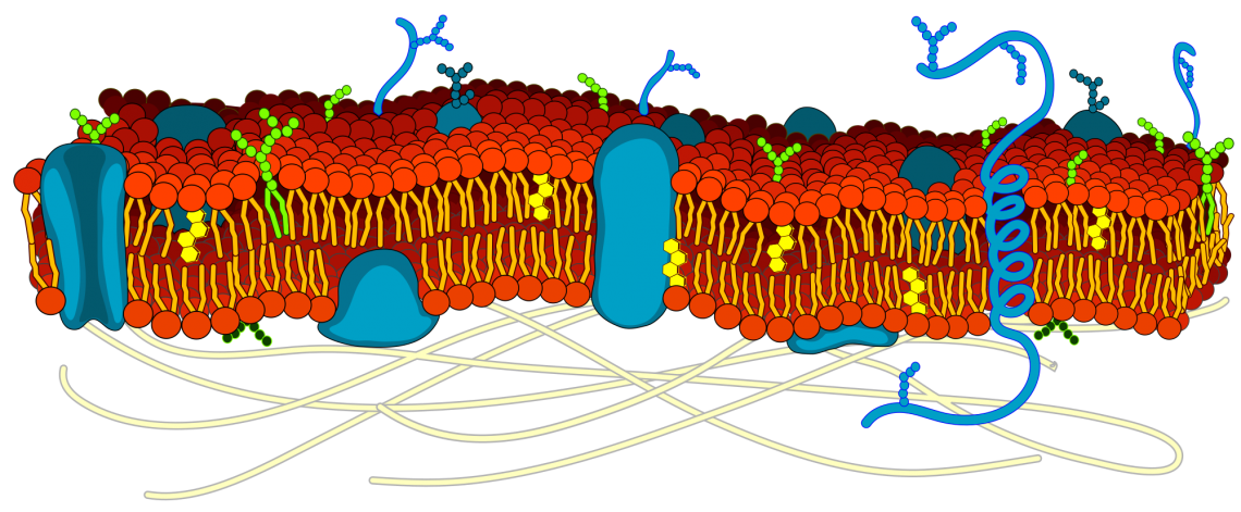 The cell membrane is studded with proteins that researchers can use to discriminate between tumor cells and normal cells, or among cancer cells of different types or disease stages.