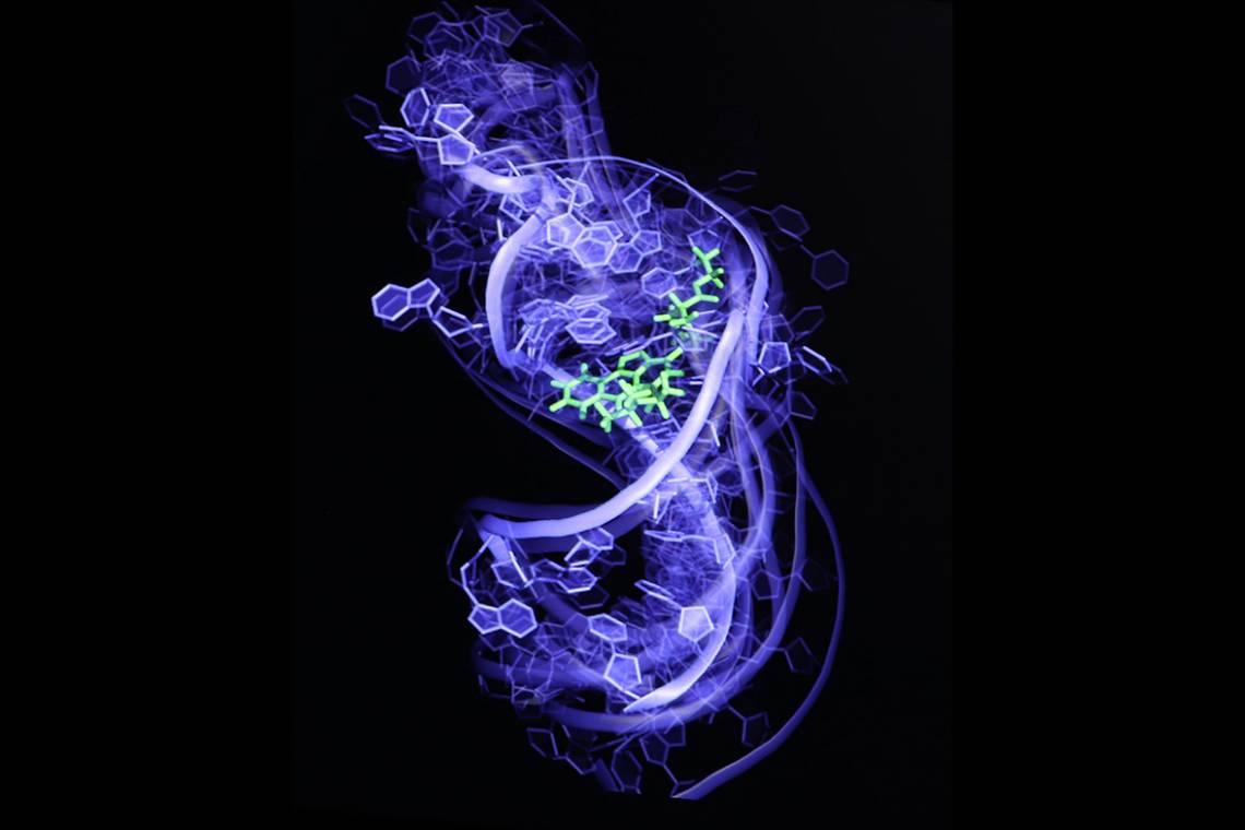 In a 3D illustration, a blue molecule is bound to a purple RNA molecule