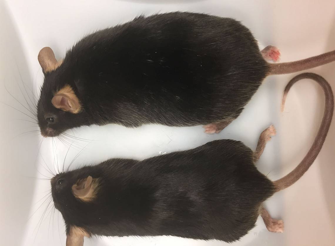 The heavyweight mouse on top lacks a gene for AnkyrinB. His sibling, below, has the gene and is normal weight.