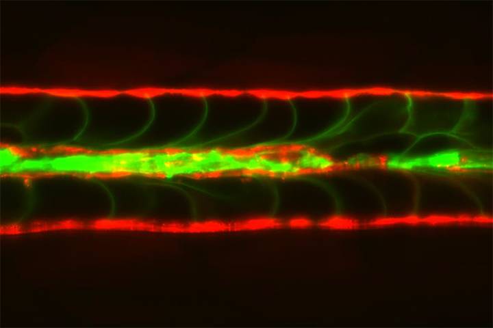 In this developing backbone of a zebrafish, collapsed inner cells (green) are replaced by newly fluid-filled sheath cells (red) from the outer layer. (Credit: Jennifer Bagwell, Duke University)