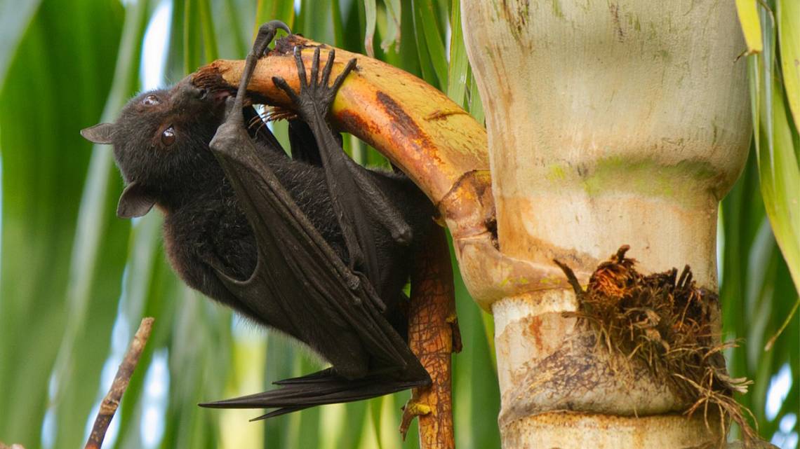 A black flying fox (Pteropus) feeding on a palm tree in Queensland, Australia. Bats and palms can both carry Nipah virus to humans. (Andrew Mercer via Wikimedia Commons) 