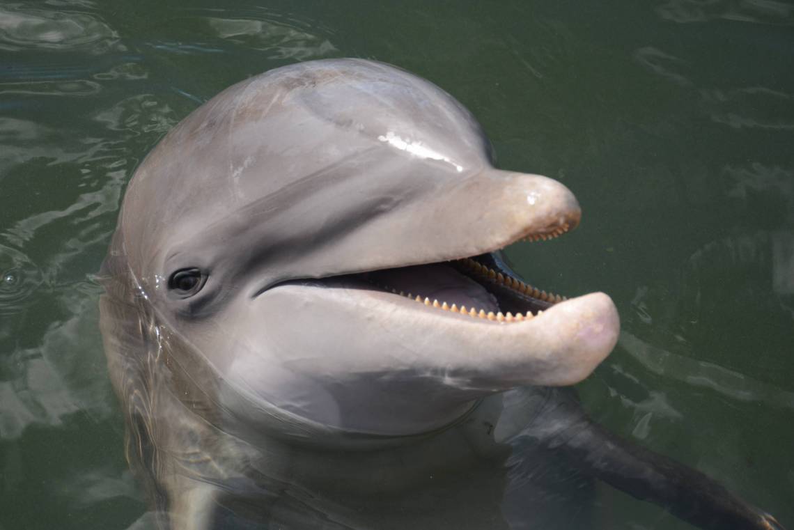 If you’ve never had a problem keeping lean and burning calories before, and now you’re gaining weight, you’re not alone. Dolphin metabolisms slow down with age, too. Credit: Dolphin Research Center, https://dolphins.org/