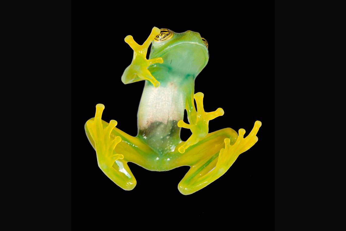 The glass frog Espadarana has translucent skin and green insides, thanks to an evolutionary adaptation that turned a toxic byproduct of blood breakdown into a lovely green pigment. Even its bones are green.(Santiago R. Ron)