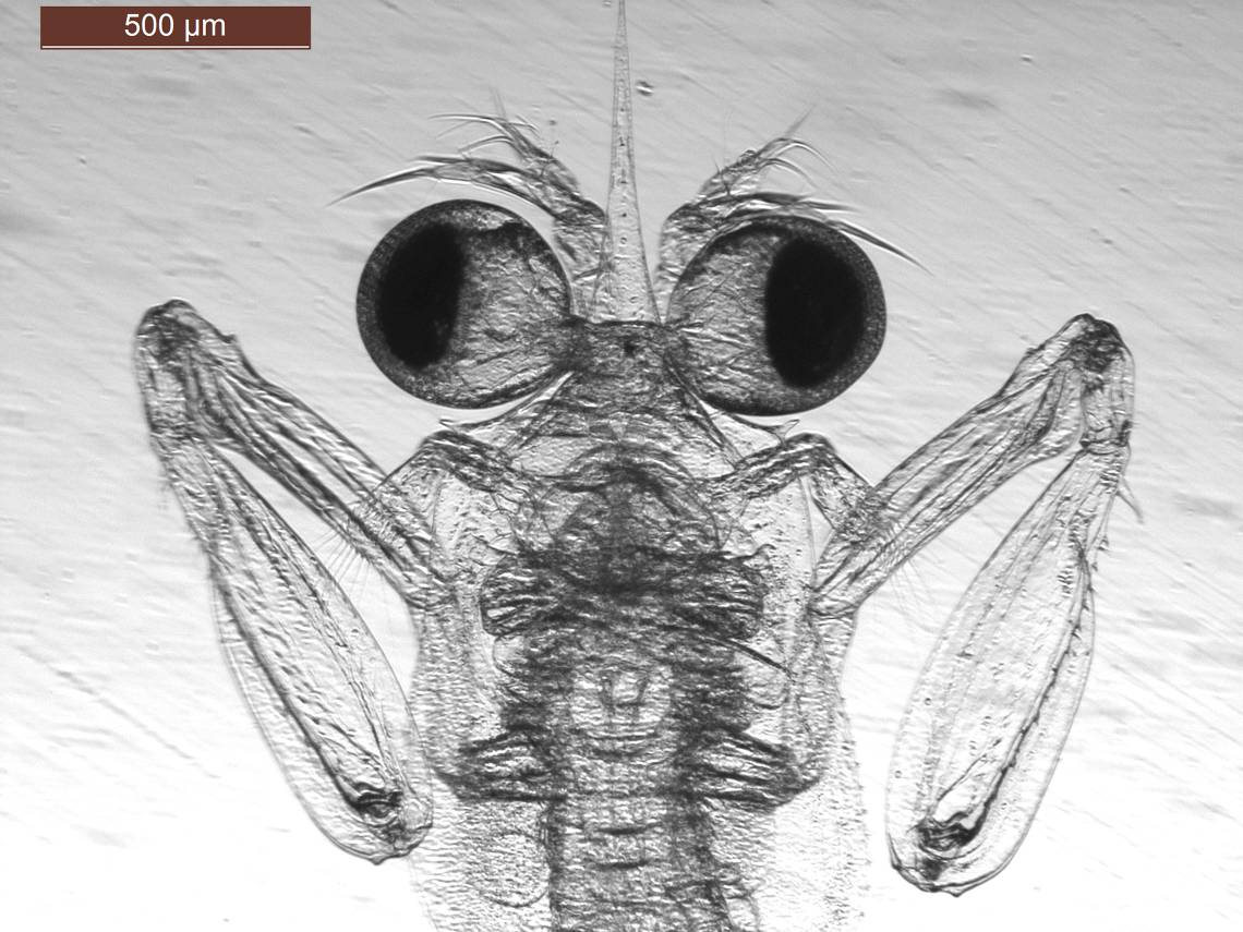 Tiny and transparent mantis shrimp larvae provide insights into the mechanisms behind ultra-fast movements. Researchers can see muscles contract to slightly deform the exoskeleton and lock the arm in striking position. (Jacob Harrison)